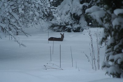 polkutarkastus maanantaina