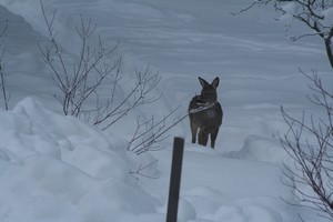 toinen jatkaa tutkimusmatkaa