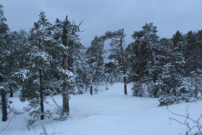 On metsäistä maisemaa