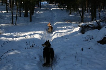 Aurattu tie takana, metsäpolku alkaa