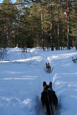 Metsäpolku jatkuu