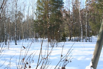 Ensimmäiset pajunkissat