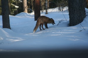 Kettu lähikuvassa