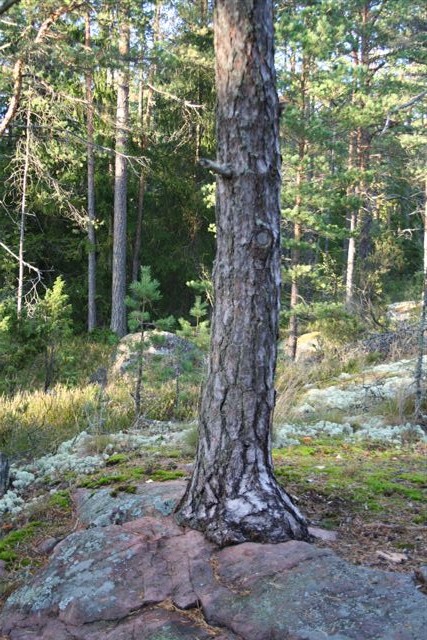 Mänty kalliolla